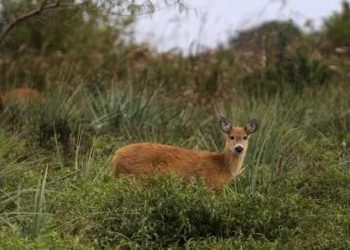 Según la NASA, la Argentina es uno de los pocos países que captura más carbono del que emite