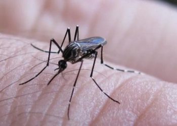 Dengue: con dos muertes confirmadas en Tucumán, ascienden a 16 las víctimas fatales en el país