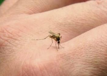 39 muertos por dengue en Argentina: alertan por un genotipo del virus que circula por primera vez en el país
