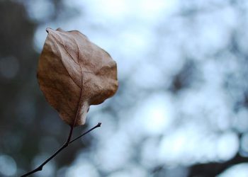 Pronóstico en la provincia de Mendoza: miércoles nublado con precipitaciones aisladas