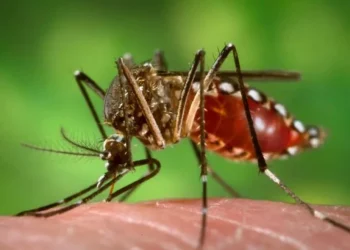Chikungunya: Mendoza confirmó el primer caso importado