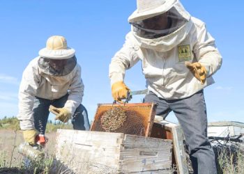 San Rafael es el mayor productor de miel en la provincia