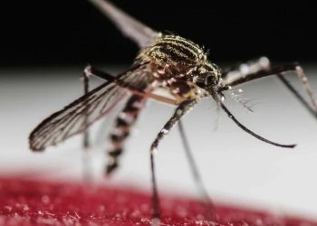 Dengue en Argentina: ¿cuáles son los síntomas y qué hacer si es contagiado?