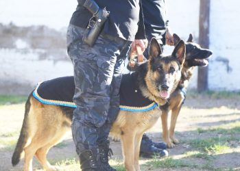 El Cuerpo de Canes de Policía de Mendoza zona sur cumplió 45 años