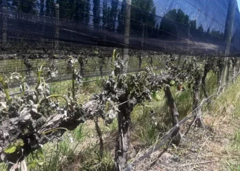 El Gobierno oficializó la ampliación del Seguro Agrícola: como será la compensación a productores