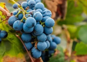 El Malbec conforma el 75% de los varietales exportados a granel