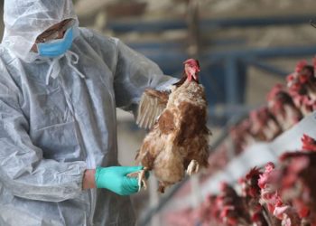 Gripe aviar: eliminarán 40 mil aves con “sacrificio sanitario” tras detectar casos en una granja de Neuquén