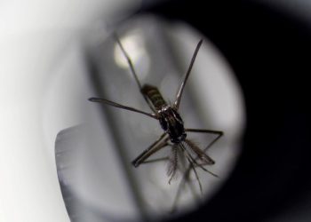Hay más de 56 mil casos de dengue en todo el país y circulación del virus en 15 jurisdicciones
