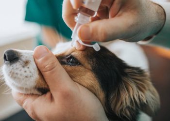 Las farmacias ahora aceptan recetas de  veterinarios con remedios de uso humano para utilizarlos en animales