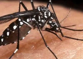 Muere la segunda persona por dengue en el año en Córdoba y se reportan 1.333 nuevos casos