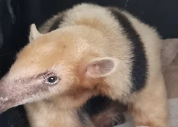 Santa Rosa: Realizaron el rescate de un oso hormiguero víctima del tráfico ilegal