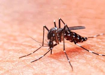 Se confirmó el primer caso de dengue sin antecedentes de viaje en Mendoza