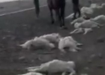 Neuquén: Un camionero atropelló y mató a 47 chivas y luego se fugó