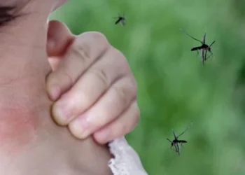 Vizzotti: «Estamos igualando el brote de dengue 2020 pero todavía quedan semanas de suba»