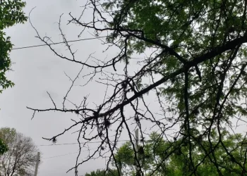 Pronóstico en la provincia de Mendoza: viernes fresco y mayormente nublado