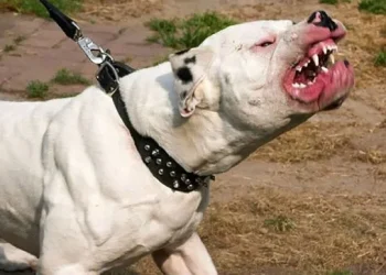 Otro ataque brutal: un pitbull mató a un nene de 8 años en Olavarría