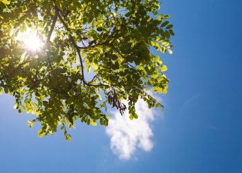 Pronóstico en Mendoza: martes agradable, con temperaturas en ascenso