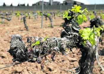 Extienden plazo para que los productores declaren su CBU y reciban el pago por Seguro Agrícola