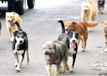 Invitan a los vecinosa ayudar a animales callejeros  con la llegada del otoño