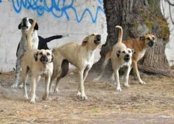 «Si tengo que ir preso, iré preso»: habló el dueño de los perros que atacaron a un nene de cinco años en la provincia de Mendoza