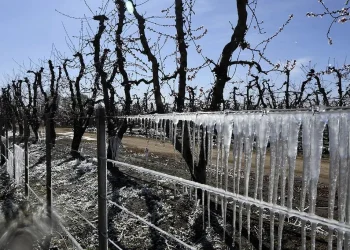 El Gobierno destinó 84 millones de pesos para asistir a productores afectados por heladas y granizo en el Valle de Uco
