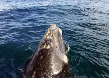 Increíble: El divertido juego de una ballena con un kayakista en Puerto Madryn