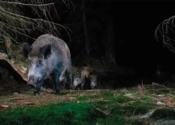 Tragedia en San Luis: Fue a cazar, un amigo lo confundió con un jabalí y lo mató de un tiro