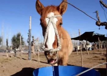 La campaña viral que busca que se cree una Fiscalía especializada en delitos contra los animales