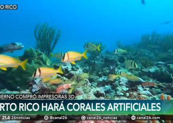 Mar artificial: Puerto Rico creará 36 mil corales para el agua hechos con impresoras 3D