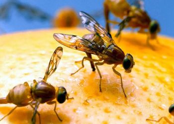 Mosca del Mediterráneo: Mendoza exporta 75 millones de pupas estériles a Chile