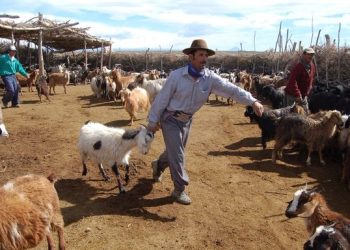 Productores caprinos y ovinos de Mendoza accederán a más de 11 millones de pesos para proyectos de mejoramiento