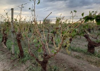 El Gobierno Nacional entrega 500 millones de pesos a productores perjudicadospor las inclemencias climáticas