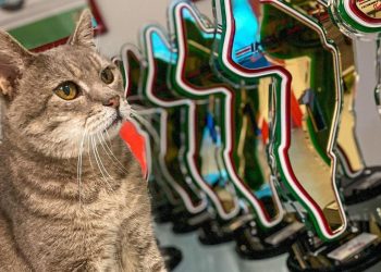 Siete páginas y aplicaciones para fanáticos de los gatos: videos, juegos y cuidados