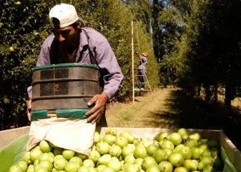Temperaturas atípicas de mayo: agrónomos y productores, preocupados por los cultivos
