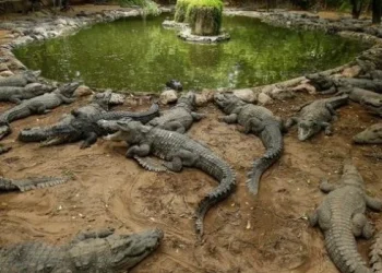 Un hombre murió despedazado por 40 cocodrilos
