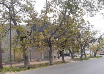 Los árboles de la calle Cardonato