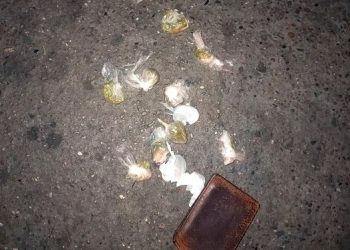 Persiguen y aprehenden a un hombre con droga en su poder