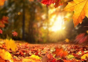 Preocupa las altas temperaturas en otoño ya que los procesos fisiológicos en los cultivos están demorados