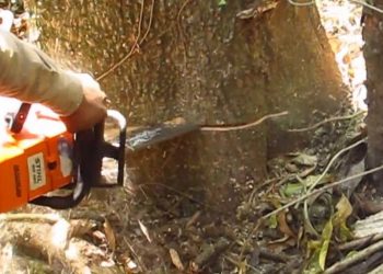 Otra tragedia en el país: un joven cortaba un árbol con una motosierra y terminó de la peor manera