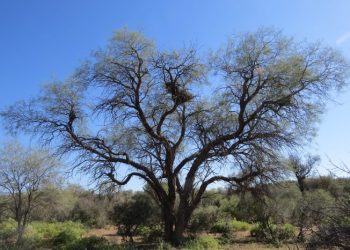 Mendoza inicia la actualización del Ordenamiento Territorial de Bosques Nativos