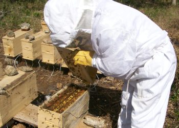 El miércoles 21 se celebró el Día Nacional del Apicultor