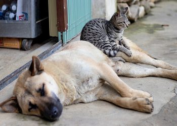 Población de animales por casa: se desarrolla en San Rafaelel primer censo de perros y gatos