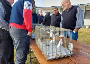 Canaricultores Asociados Sanrafaelinos participaron con ejemplares del concurso nacional