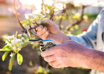 Explican que se dificulta cada vez más conseguir gente idónea para la poda en fincas