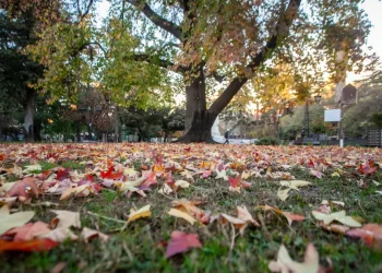 Pronóstico en la provincia de Mendoza: heladas parciales y leve ascenso de la temperatura
