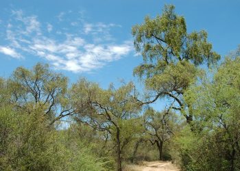 La Provincia trabaja en el ordenamiento territorial de los bosques nativos