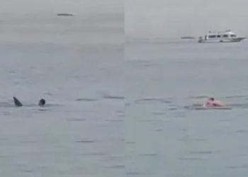 Tragedia en Egipto: un tiburón se comió a un joven en el mar Rojo