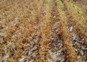 La sequía puso en jaque a las economías regionales: el 57% está en crisis o con signos de deterioro