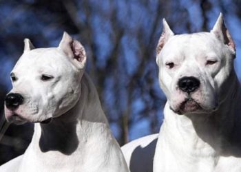 Córdoba: una adolescente murió atacada por dos perros dogo