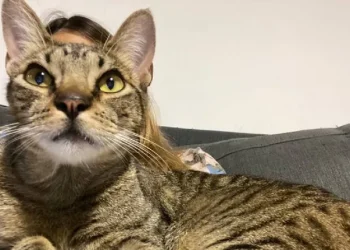 Otra caso insólito en el país: un ladrón confundió un bolso para mascotas con una cartera y terminó robando un gato